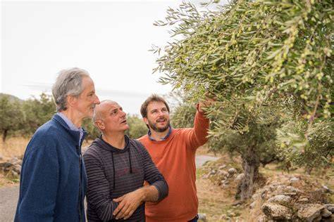 Kalamata Olivenhain - Herkunft hochwertiger Öle