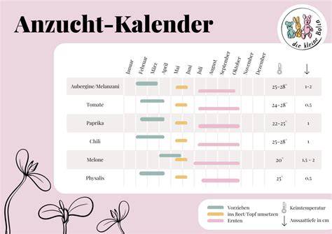Kalender für Anzucht, Vorzucht und Auspflanzung von Honigtomaten