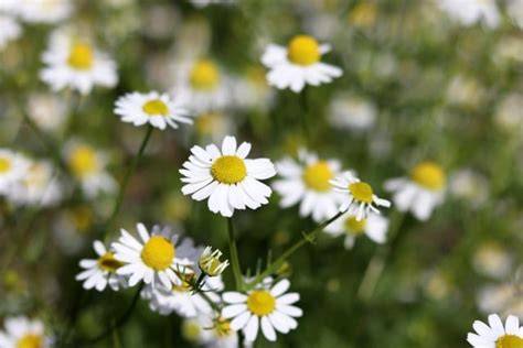 Kamille im Hausgarten: Anbau und Ernte
