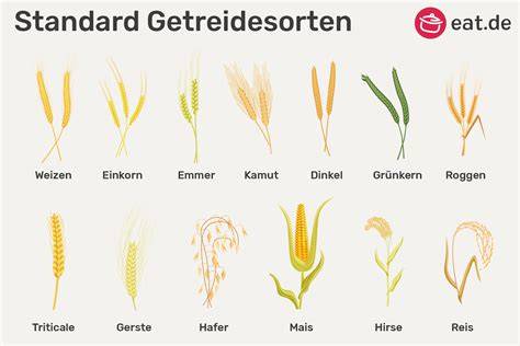 Kamut und andere Urgetreide im Vergleich