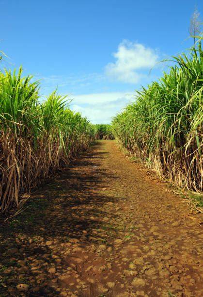 Karibische Zuckerrohrplantage