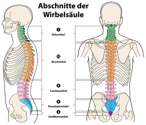 Karte: Anatomie der Wirbelsäule und Schmerzpunkte bei Diabetes