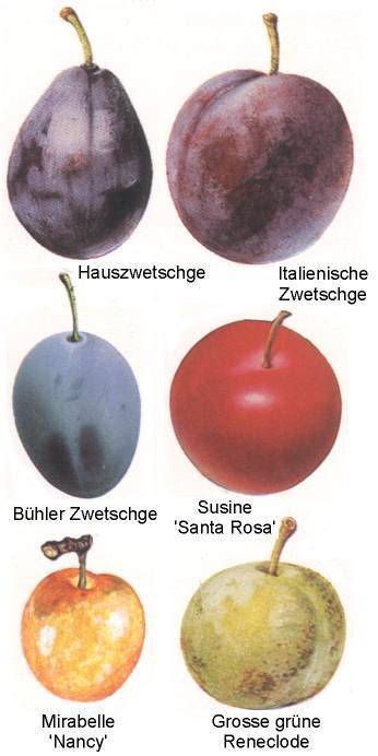 Karte: Herkunft und Saison von Zwetschgen und Pflaumen weltweit