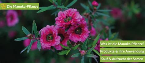 Karte: Herkunftsregionen der Manuka Pflanze