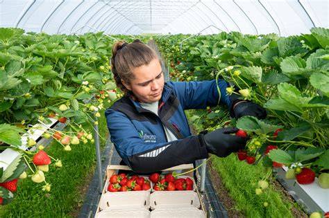 Karte: Regionale Erdbeersaison - optimale Erntezeit