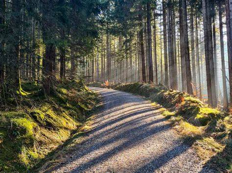 Karte: Toms Weg durch den Wald zu den Nebencharakteren