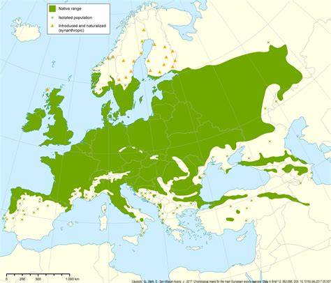 Karte: Verbreitung der Eberesche in Europa