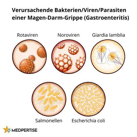 Karte: Verbreitung häufiger Magen-Darm-Erreger (Salmonellen, Rotaviren) in der Lebensmittelkette