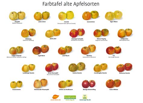 Karte der Apfelsorten mit Reifezeit und regionaler Verfügbarkeit