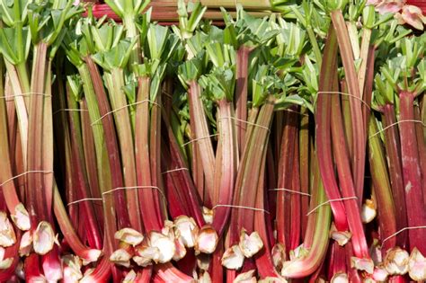 Karte der Erntezeit und der Oxalsäure-Gehalte von Rhabarber