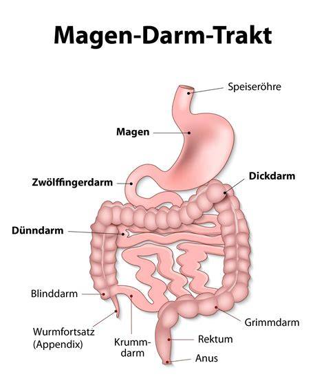 Karte der Hauptanwendungsgebiete Nystatin (Mund, Speiseröhre, Darm, Haut)