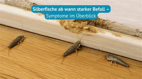 Karte mit typischen Verstecken für Silberfische im Haushalt (Bad, Küche, Keller)