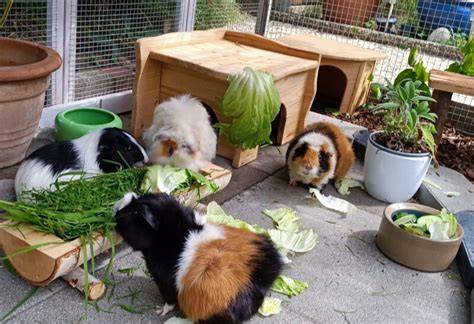 Kartenübersicht empfohlener Gruppenkonstellationen für Meerschweinchen