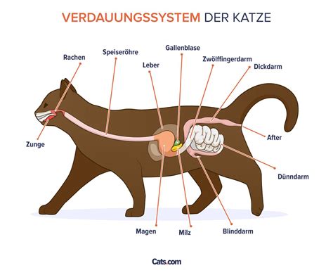 Kartenschaubild: Verdauungssystem Katze - warum Fleischfresser keinen Zucker brauchen