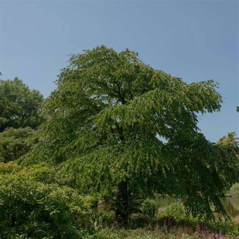 Katsurabaum im natürlichen Habitat an einem Flussufer in Japan