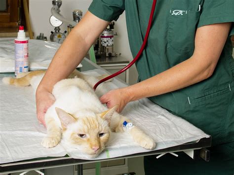 Katze in tierärztlicher Behandlung, Tierarztpraxis Notfall