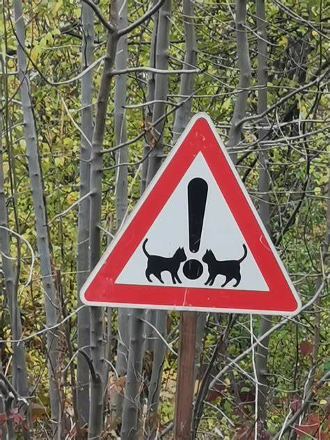 Katze neben Schokolade mit Warnsymbol