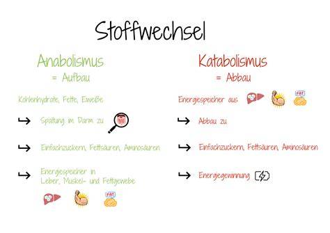 Katze und menschliche Stoffwechselwege (Vergleich, Schaubild)
