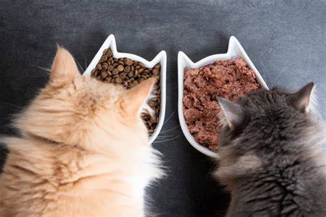 Katze vor verschiedenen Futternäpfen - Illustration der Auswahl beim Katzenfutter