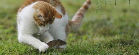 Katzen beim Probieren verschiedener Leckerli-Sorten