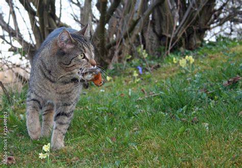 Katzen in natürlicher Umgebung, die jagen