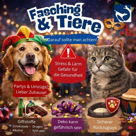 Katzen und Süßigkeiten: Risiken und Reaktionen