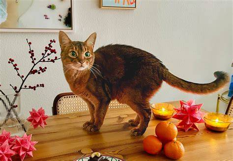 Katzen und Weihnachtsleckereien