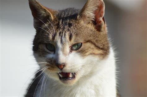 Katzensnacks als Hilfsmittel bei Training und Zahnpflege