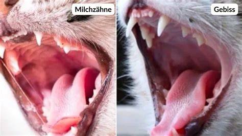 Katzenzähne im Vergleich zu menschlichen Zähnen