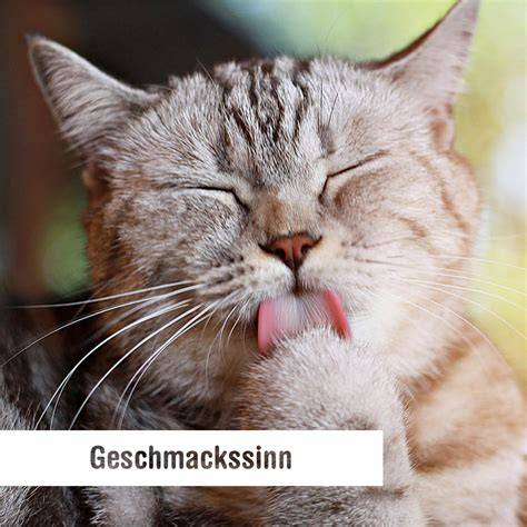 Katzenzunge und Geschmacksnerven