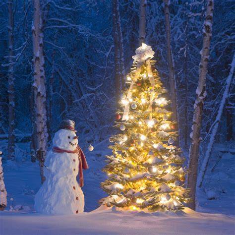 Keks-Auswahl zur Weihnachtszeit