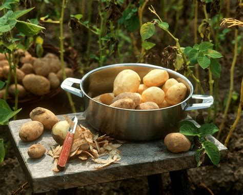 Kesselchips-Herstellung: Frittierkessel und ungeschälte Kartoffeln