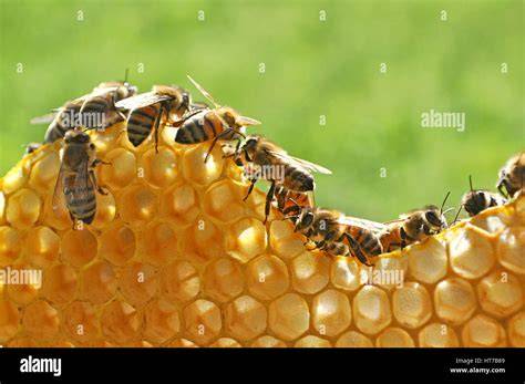 Kiefernhonig-Bienen bei der Arbeit in der Ägäis
