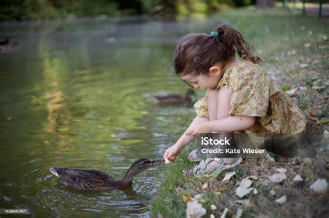Kind füttert Ente mit Haferflocken am Ufer
