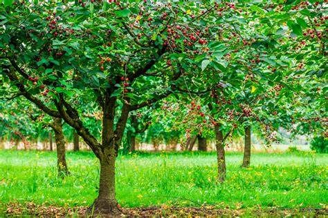 Kirschbaum im eigenen Garten