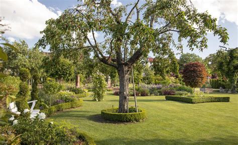 Kirschbaum im mittelalterlichen Garten