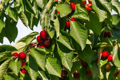 Kirschbaum mit reifen Süßkirschen