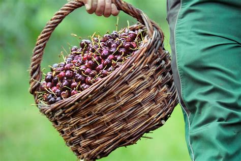 Kirschernte in der Saison