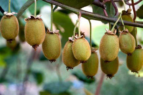 Kiwibeeren (Mini-Kiwis) im Überblick