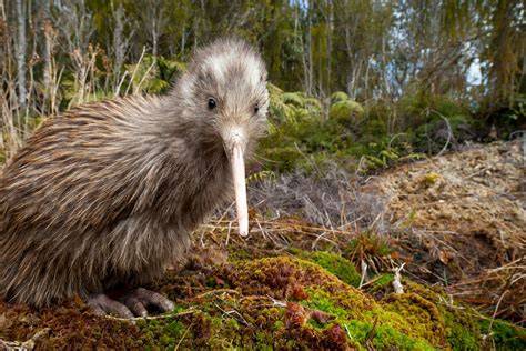 Kiwis als Stern-Dekoration auf Skyr-Kuchen
