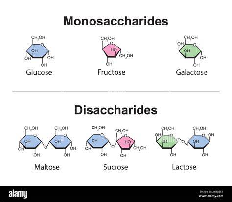 Klassifikation der Zuckerarten (Monosaccharide, Disaccharide, Oligosaccharide, Polysaccharide)