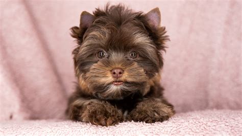 Klassischer Schoko Yorkshire Terrier auf grünem Hintergrund