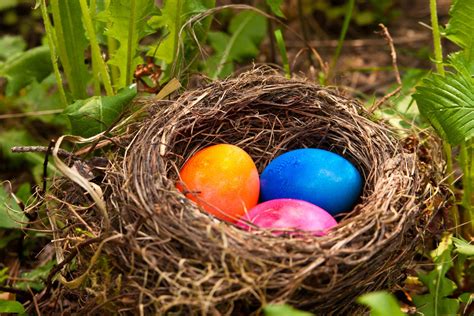 Klassischer und rosa Schoko-Osterhase im Osternest
