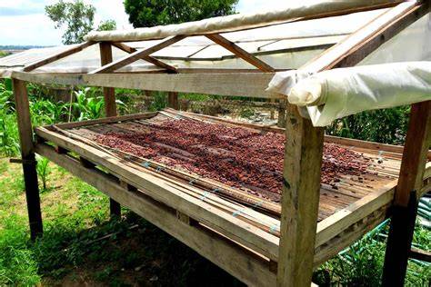 Kleinbauernkooperative bei der Ernte und Trocknung von Bio-Kakao