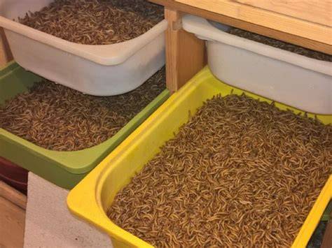 Kleine Insektenfarm mit Zuchtkästen und Futterbehältern