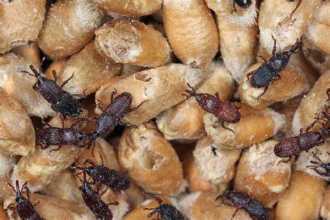 Kleine schwarze Käfer und Larven in trockenen Lebensmitteln unter dem Mikroskop