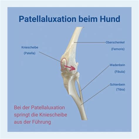 Kniegelenksprobleme und Patellaluxation beim Chihuahua