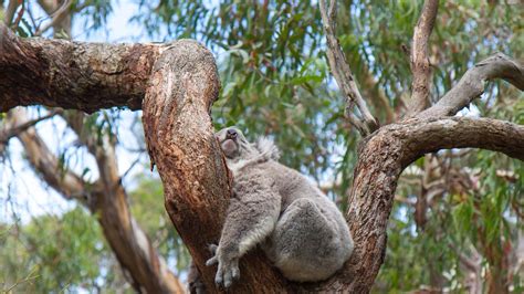 Koala in Eukalyptusbaum