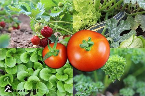 Kombination Tomate und Honig - Nährwertübersicht