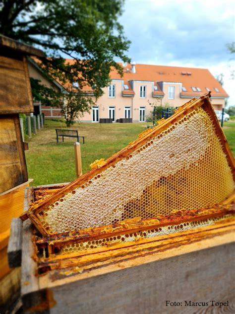 Kontrollierte Honigernte bei regionalen Bio-Imkern